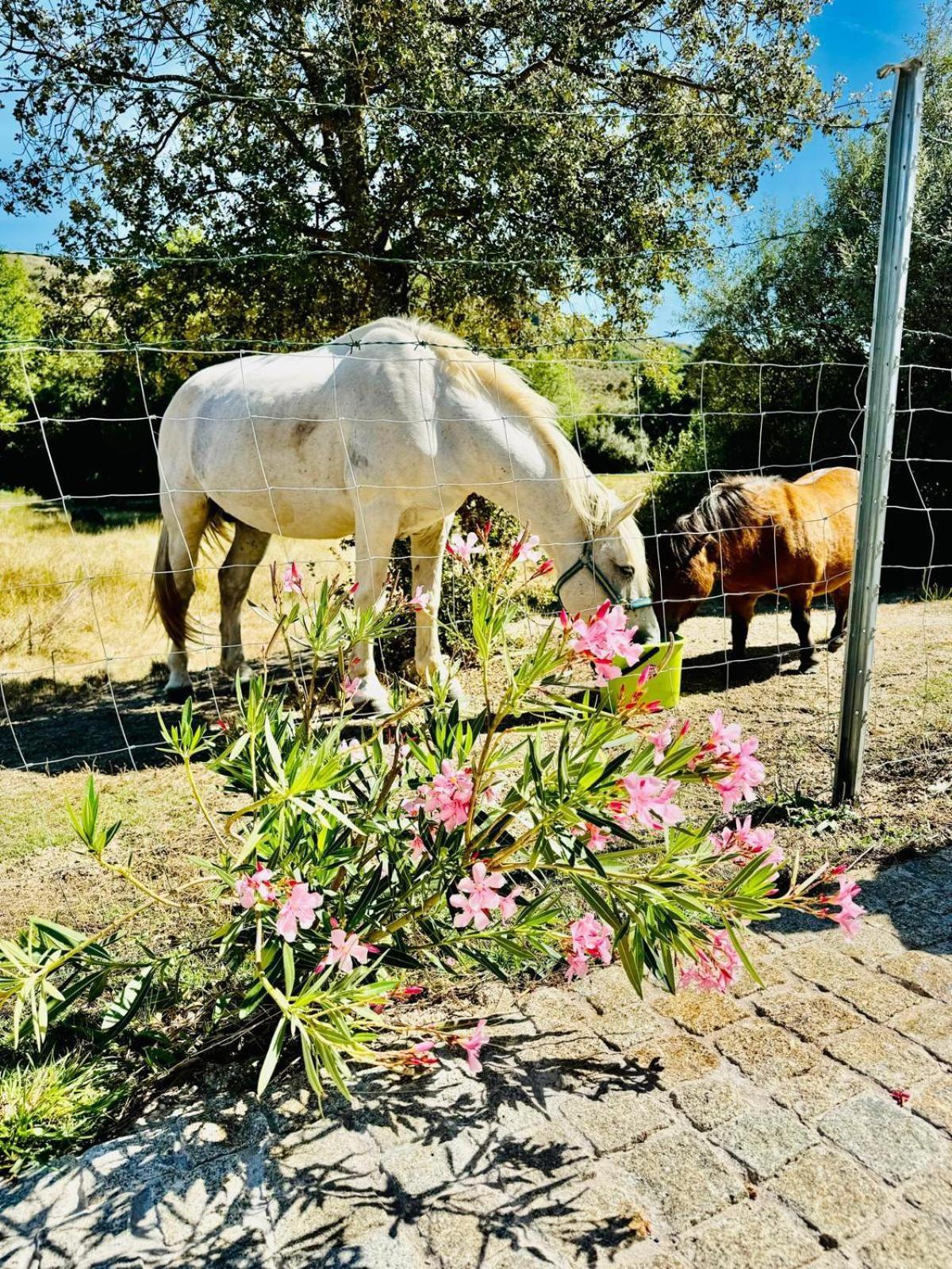 Quinta Vale Da Prata Villa Celorico Da Beira Eksteriør bilde